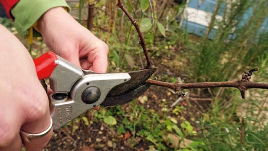 Cutting the weed